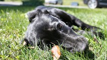 Intervertebral Disc Disease in Dogs