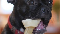 Dog Orthodontics (Malocclusions)