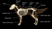 Dog 2025 hip bone