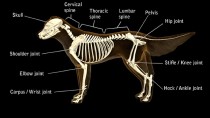 dog bonedisease skeleton