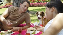 Dogs and Picnic Dangers