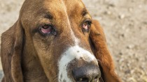 Ectropion in Dogs: What's Wrong With My Dog's Eyes?