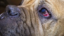 Entropion in Dogs: What's Wrong With My Dog's Eyes?