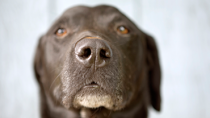 When to Consider Euthanasia for Your Dog or Cat