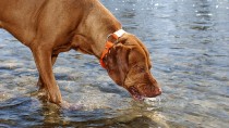 Giardia: A Threat to Dogs, Cats, and People