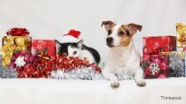 dog and cat enjoying holiday gifts