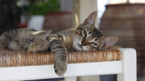 Help Your Cat Beat the Heat This Summer!