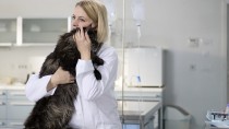 How To Tell If You Have An Awesome Vet