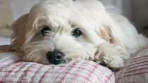 Hypocalcemia in Dogs