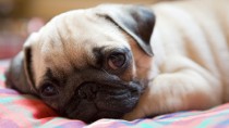 Urinary Incontinence in Dogs