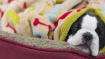 Is It Cold In Here, Or Did Your Pet Just Have Surgery?