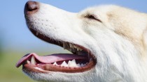 Keeping Canine Teeth Healthy: The “Carnasial” Tooth