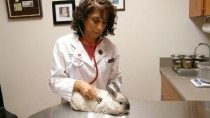 Use these tips from Dr. Laurie Hess to keep your exotic pet happy this winter