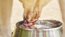 Dog drinking water 