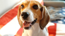 beagle heled by orthopedic ultrasound