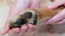 Pododermatitis in Dogs: Why are My Dog’s Feet Red and Itchy?