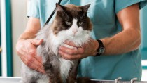 Anesthesia and Your Cat