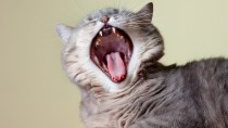 Dr. Ernie's Top 10 Cat Dental Questions