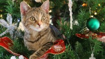Help! How do I Keep My Cat Out of the Christmas Tree?
