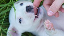 Do Dogs Lose Baby Teeth? 