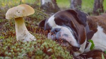 Dog laying next to a mushroom
