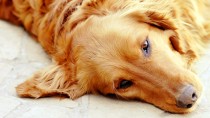 What is a Dog Ear Hematoma?