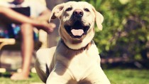 Heat Stroke in Dogs: Test Your Knowledge with This Quiz!