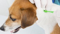 Removing a tick on a dog