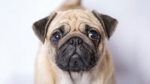 Pug looking into the camera