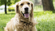 Ten Common Causes of Kidney Disease in Dogs