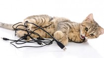 Why Does My Cat Chew Electrical Cords?