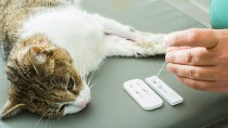 Why Does My Cat Need Blood Work Before Anesthesia?