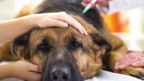 Why Does My Dog Need Blood Work Before Anesthesia?
