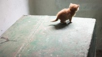 Protect Your Kitty: Classic Kitten Dangers