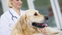 Reducing Your Dog's Fear of the Veterinarian