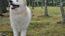 Wild samoyed hot sale