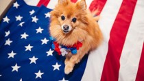 small dog on american flag