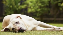 Tremors in Dogs: Could My Dog Be Poisoned?