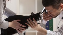 Veterinary Clinical Trials Explained