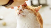 What Vaccines does My Adult Cat Need?