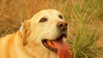 lab dog panting in field 