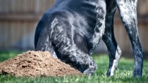 Why Dogs Dig