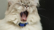 Why is My Cat Sneezing?