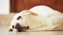 The top 10 signs your dog may be sick (and what you can do about it)