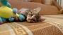 adopted cat plays with toy