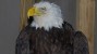 Bald Eagle Rescue Photos: X-ray