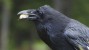 Crafty Crows: How Much Truth Did Aesop Know? 