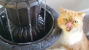 Gallery: 10 Creative Kitties Get Their Drink On