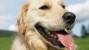 Golden Retriever Lifetime Study Will Evaluate 3,000 Dogs!