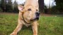 Hero Dog Calls 911 Using Owner’s iPhone